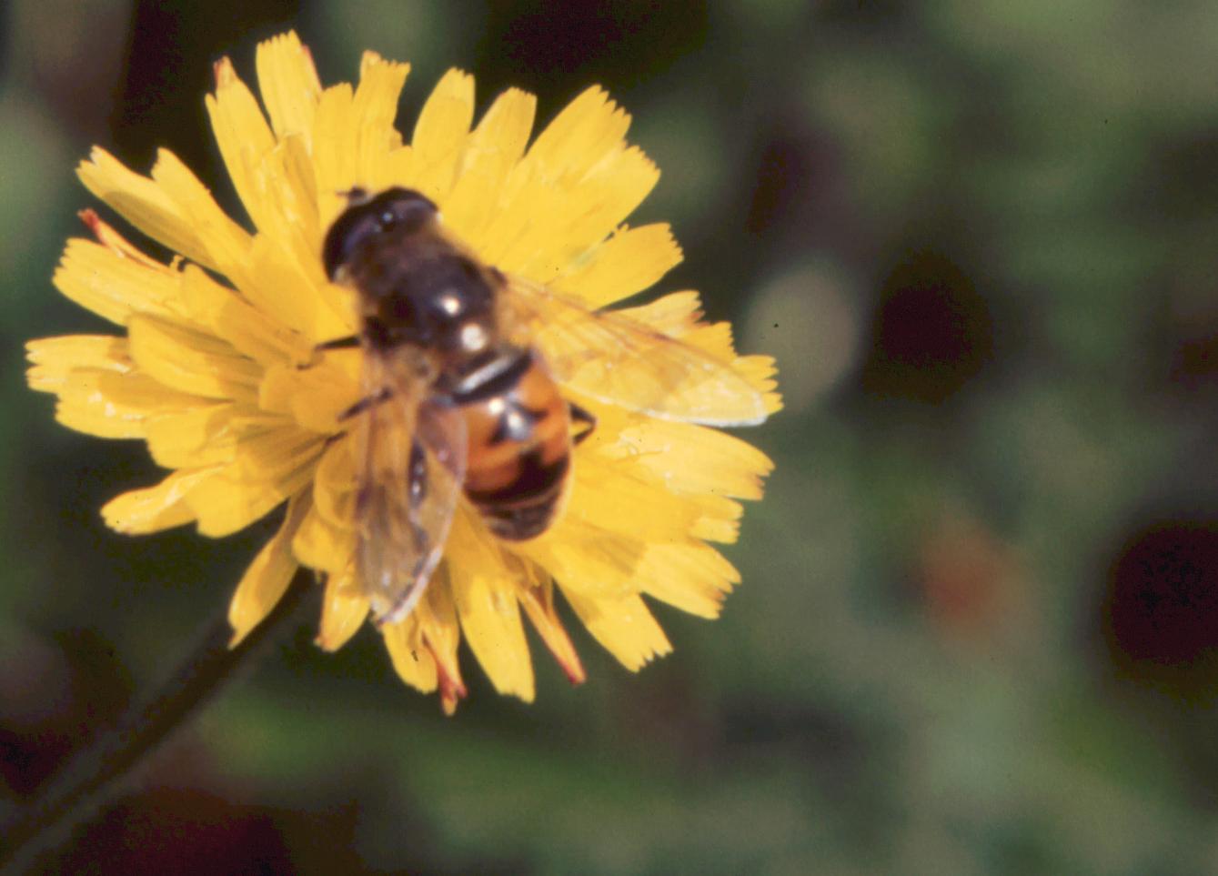 Eristalis maschio